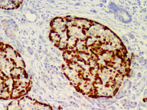 IHC of Glucagon on an FFPE Pancreas Tissue
